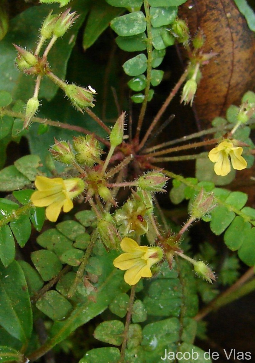 Biophytum reinwardtii (Zucc.) Klotzsch